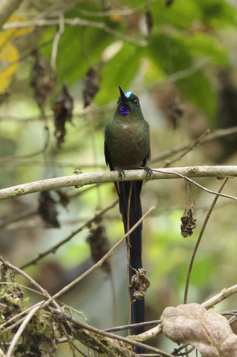 Violet-tailed Sylph - ML641897957