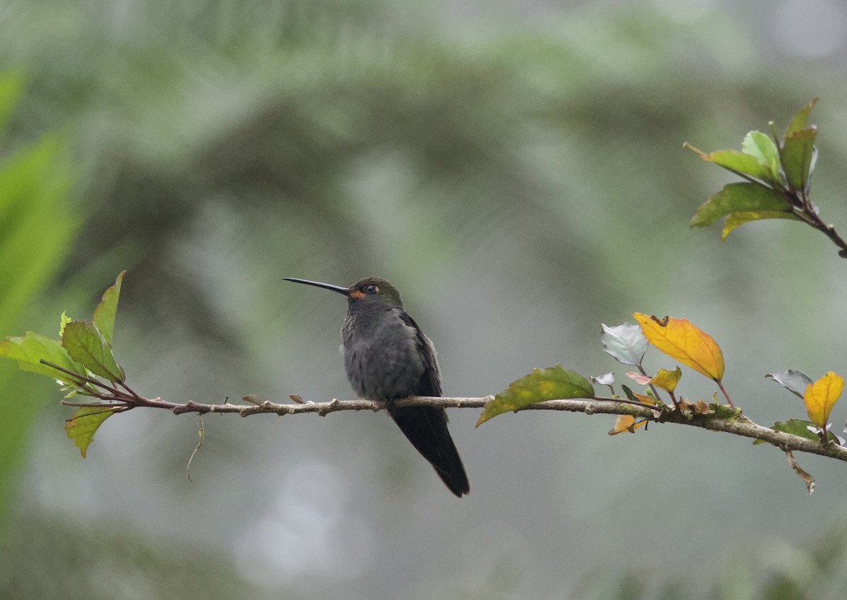 Rufous-gaped Hillstar - ML641898000