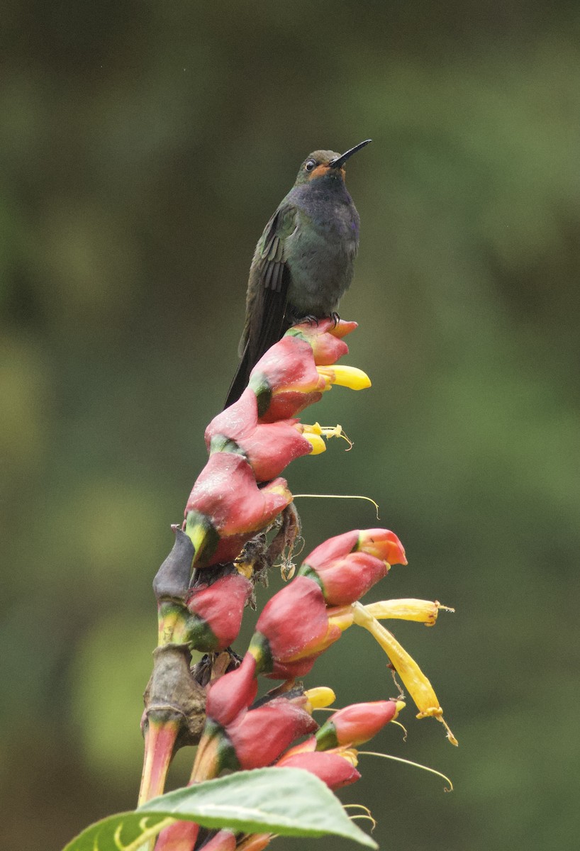 Rufous-gaped Hillstar - ML641898001