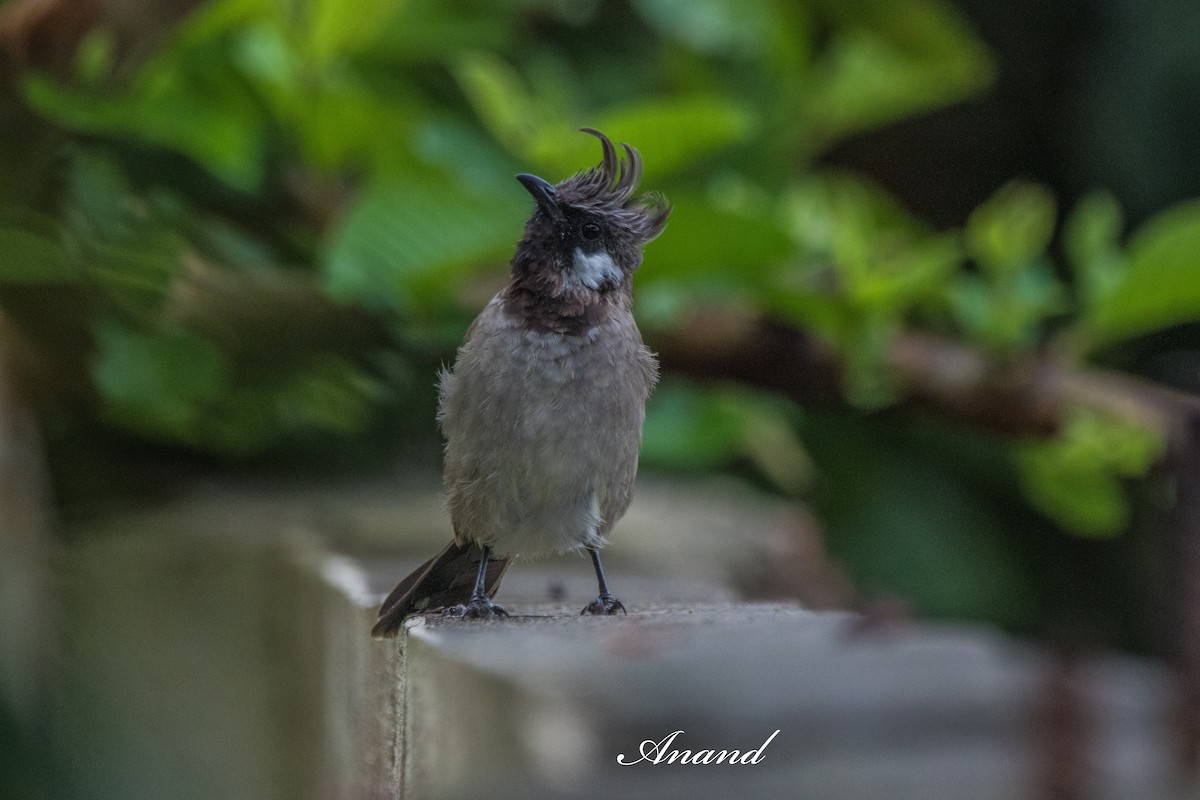 Himalayan Bulbul - ML641898002
