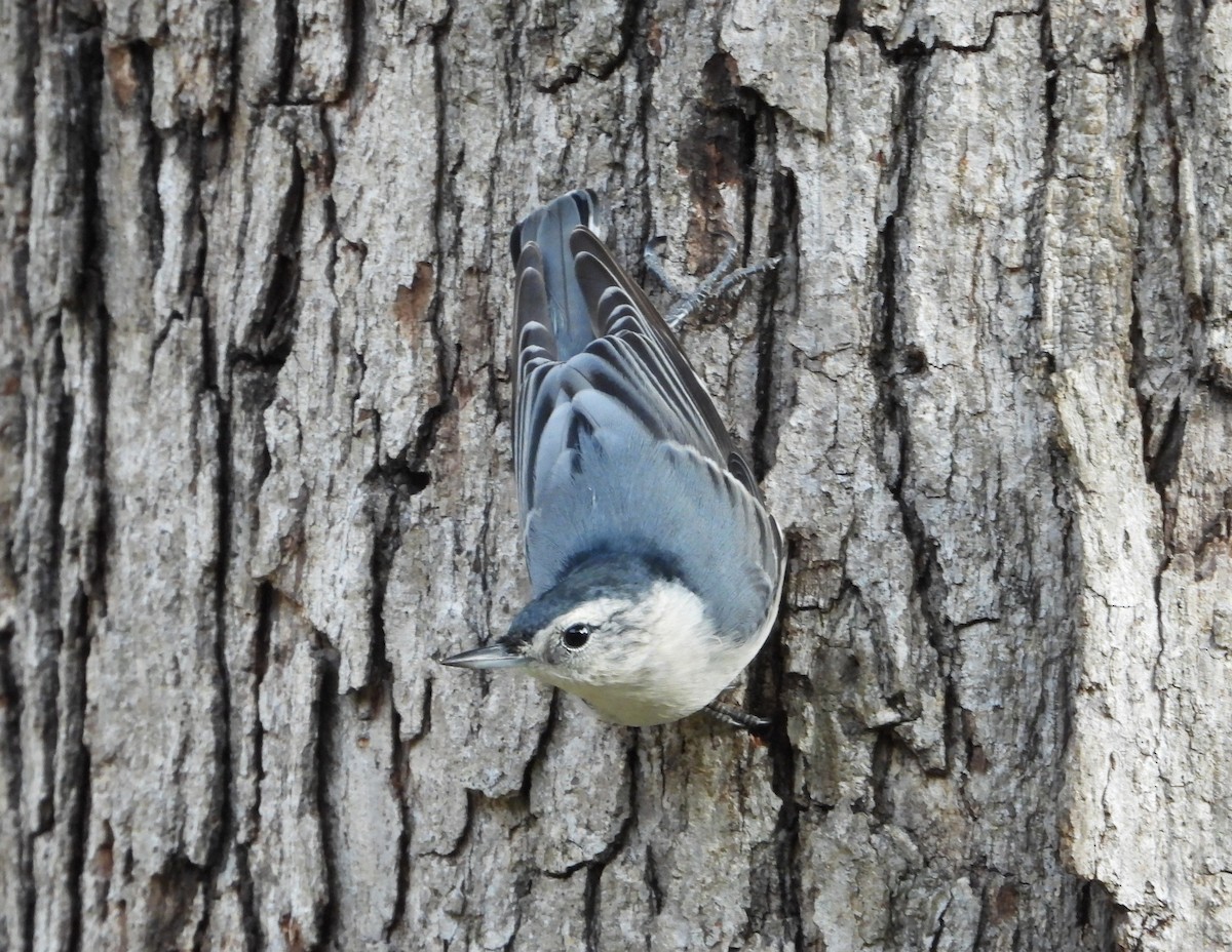 White-breasted Nuthatch - ML641898006