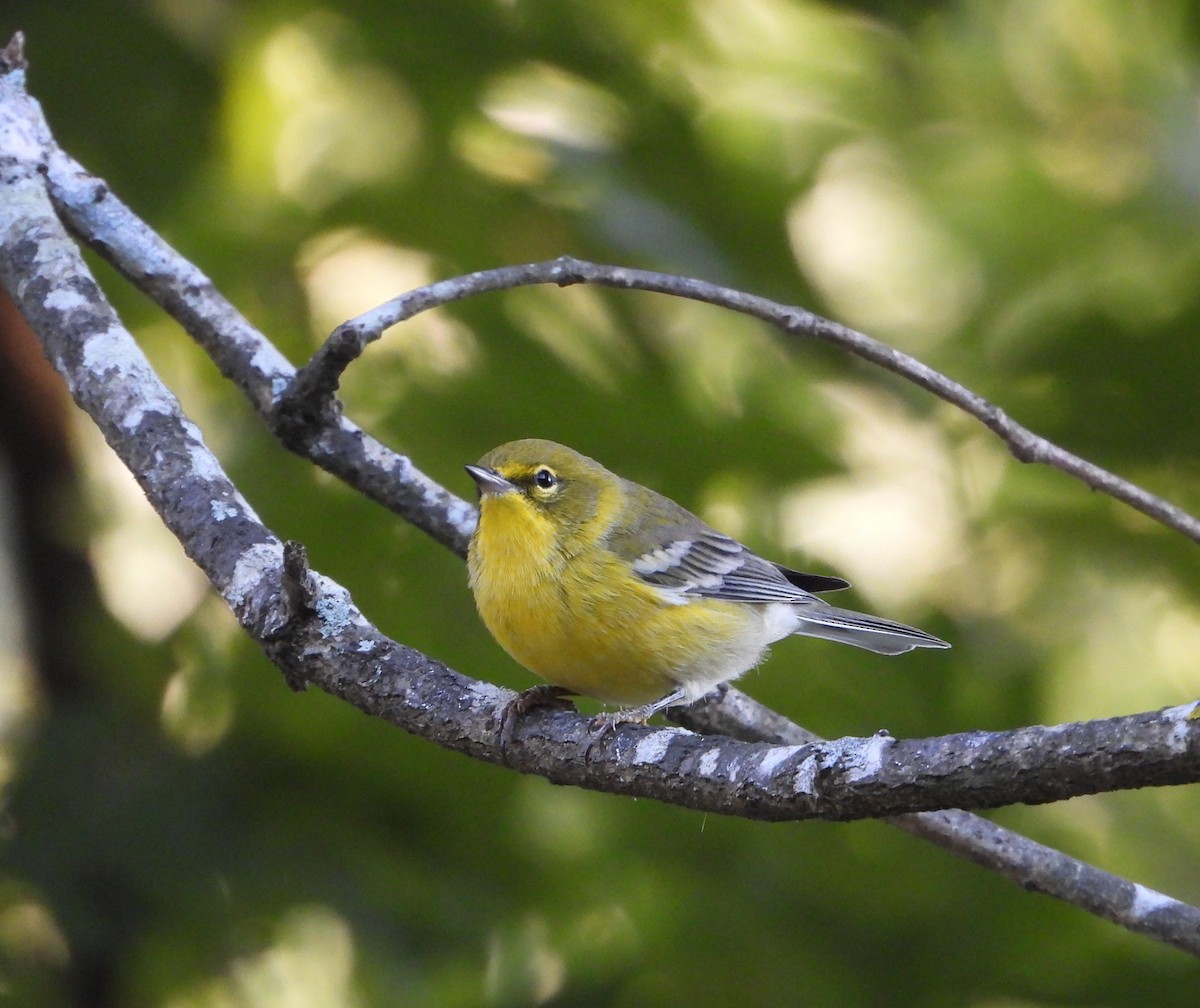 Pine Warbler - ML641898013
