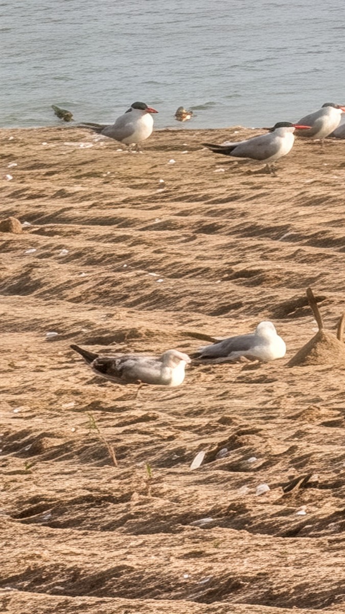 Caspian Tern - ML641898016