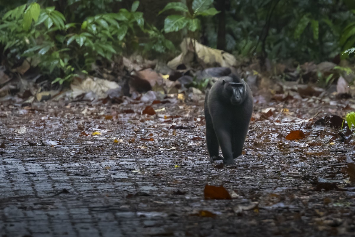 Macaques - ML641898028