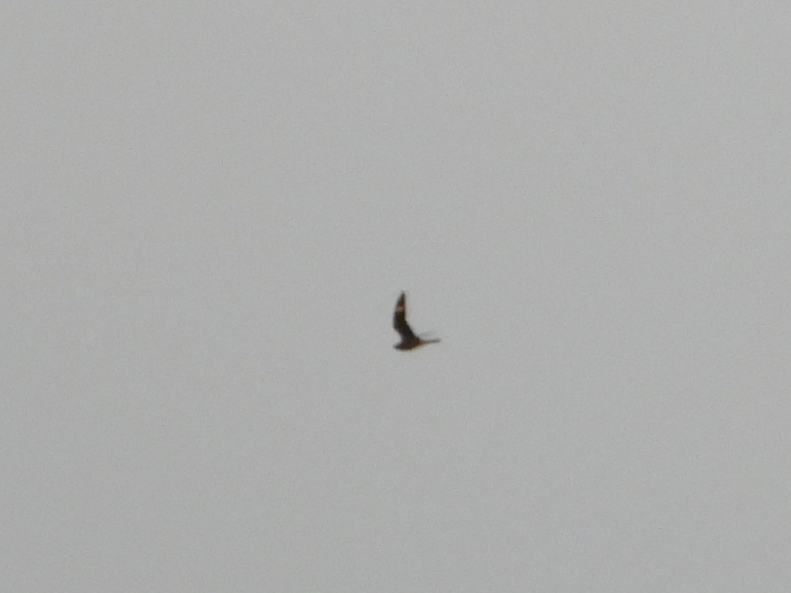 Common Nighthawk - ML641898048