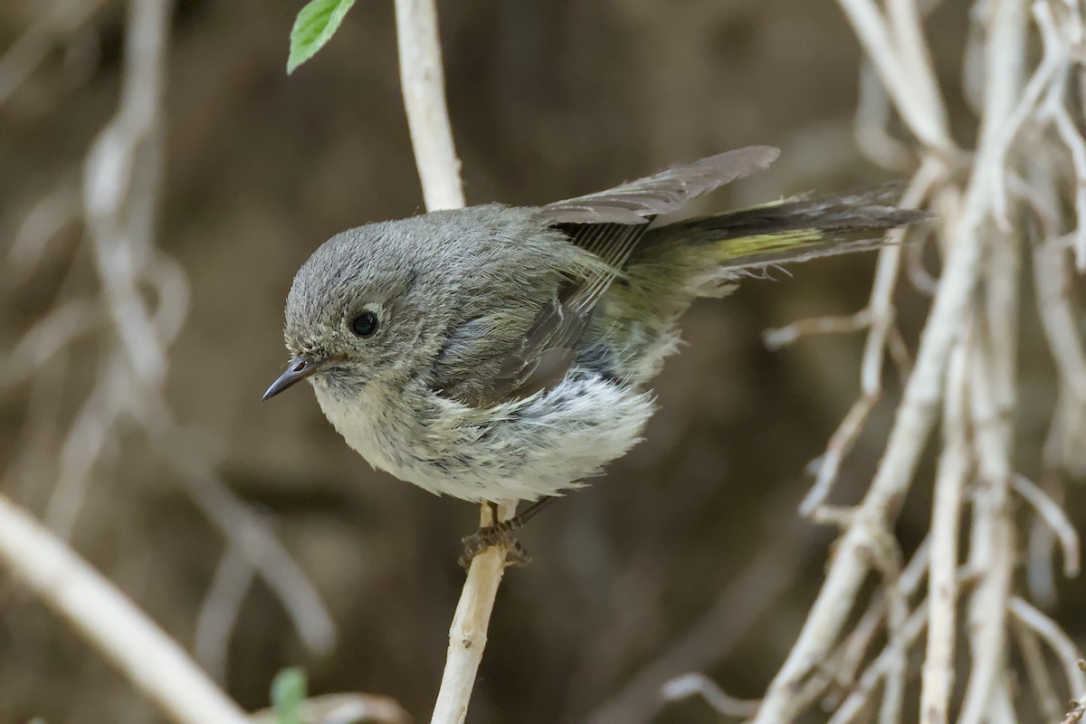 Ruby-crowned Kinglet - ML641898050