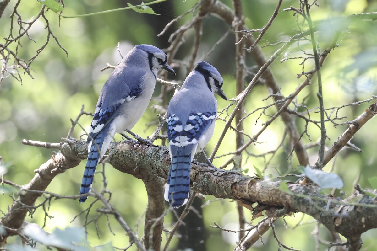 Blue Jay - ML641898066