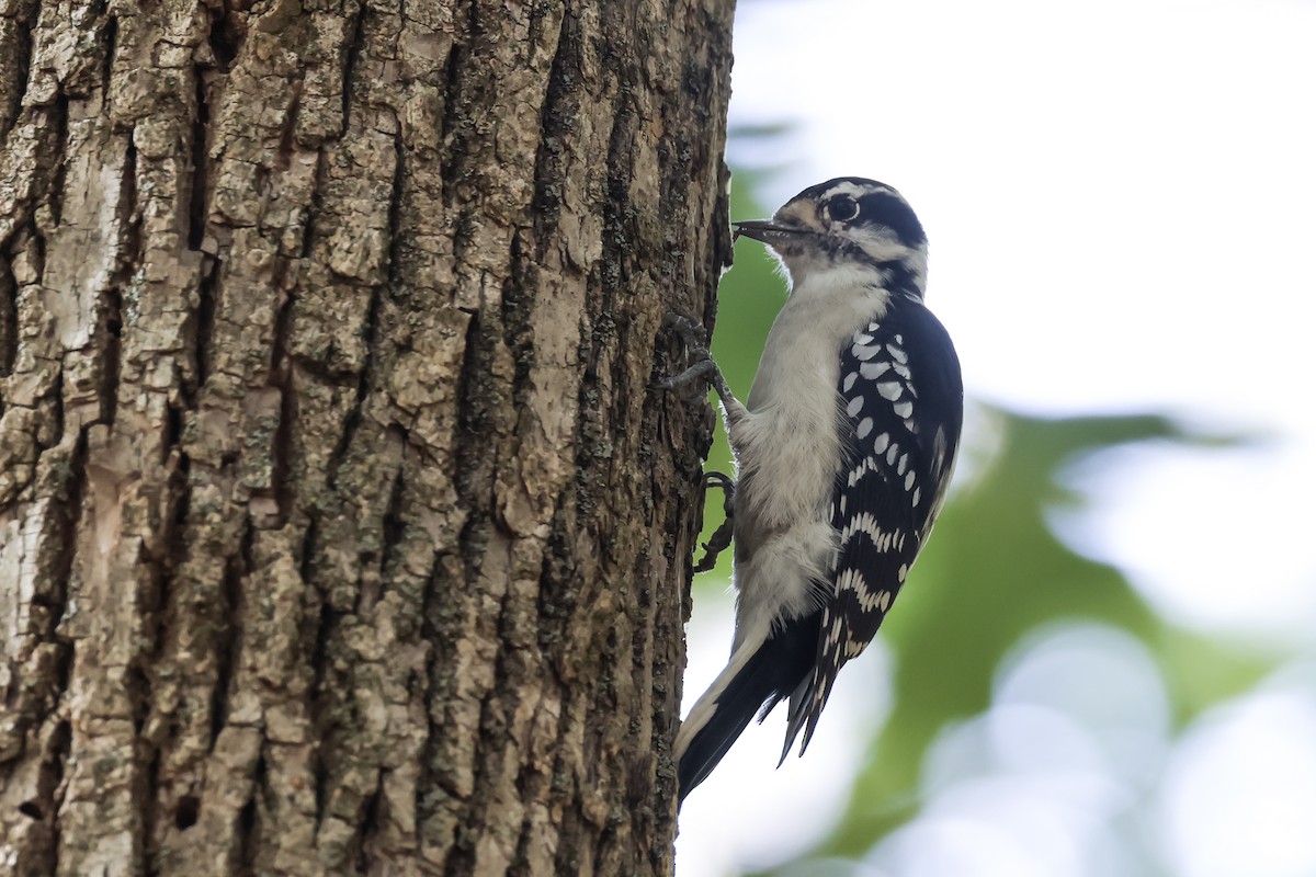 Downy Woodpecker - ML641898069
