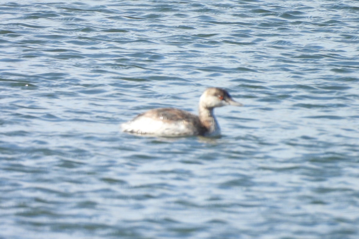 Horned Grebe - ML641898094