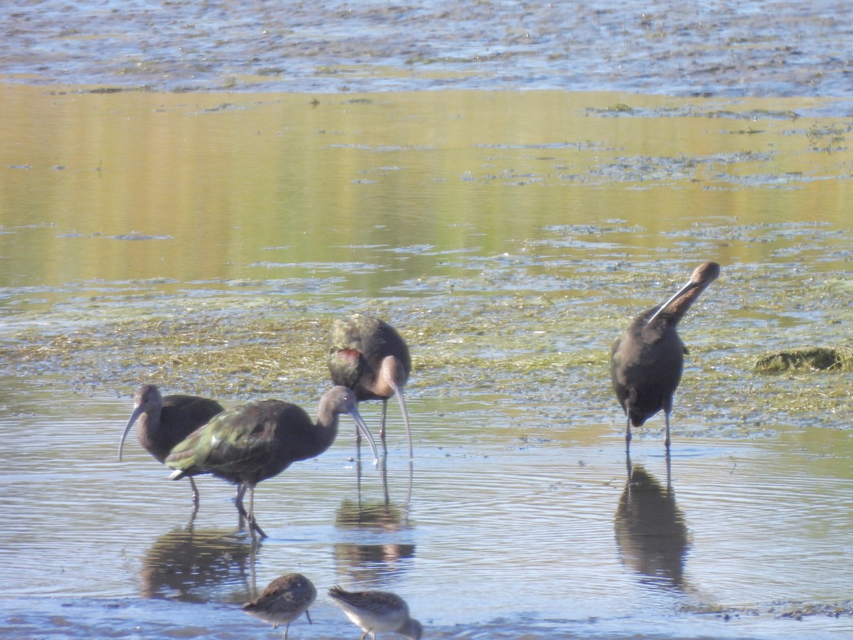 White-faced Ibis - ML641898099
