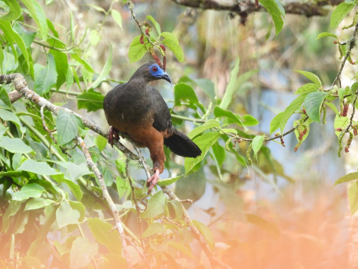 Sickle-winged Guan - ML641898131