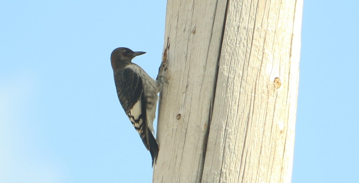 Red-headed Woodpecker - ML641898170