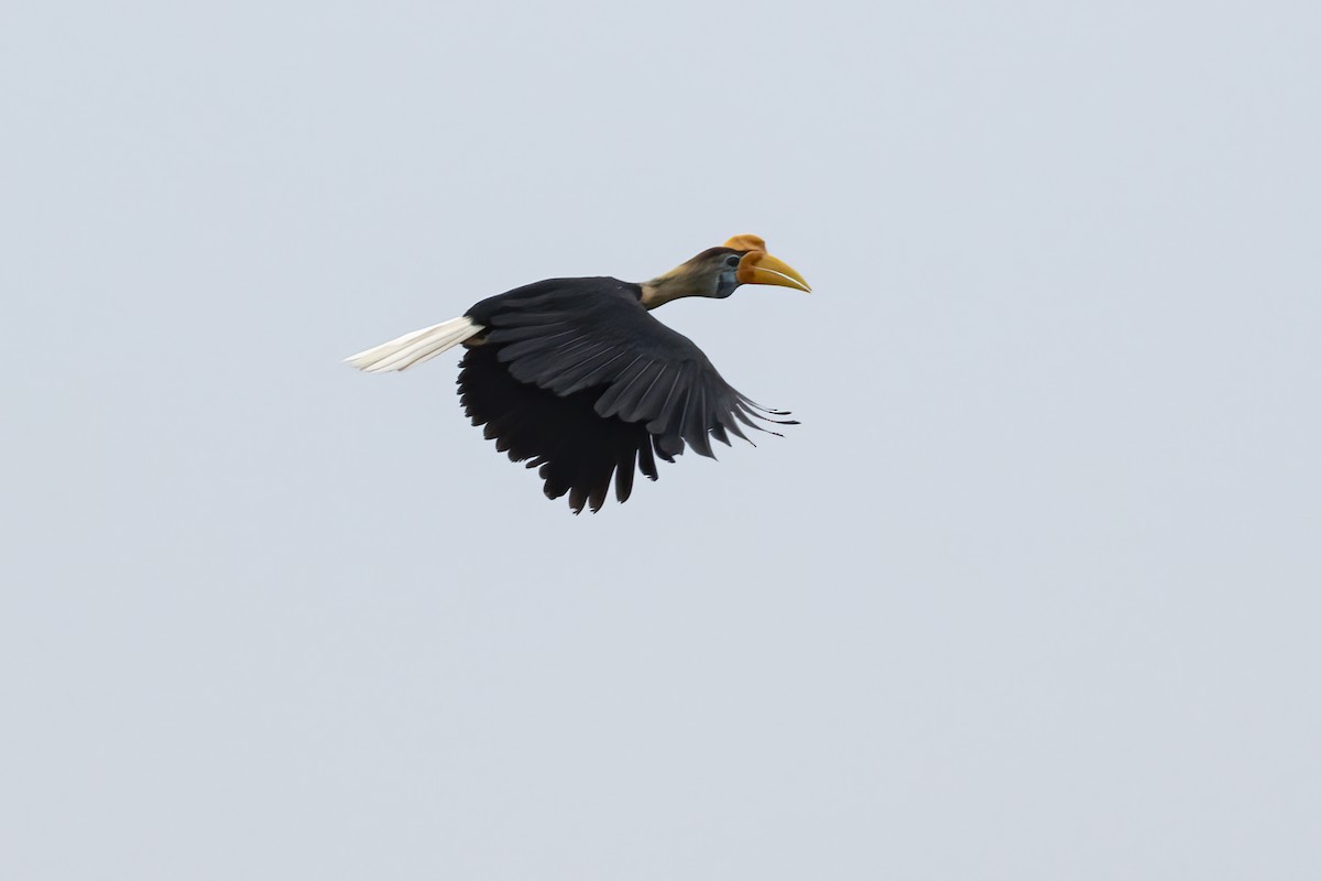 Knobbed Hornbill - ML641898173