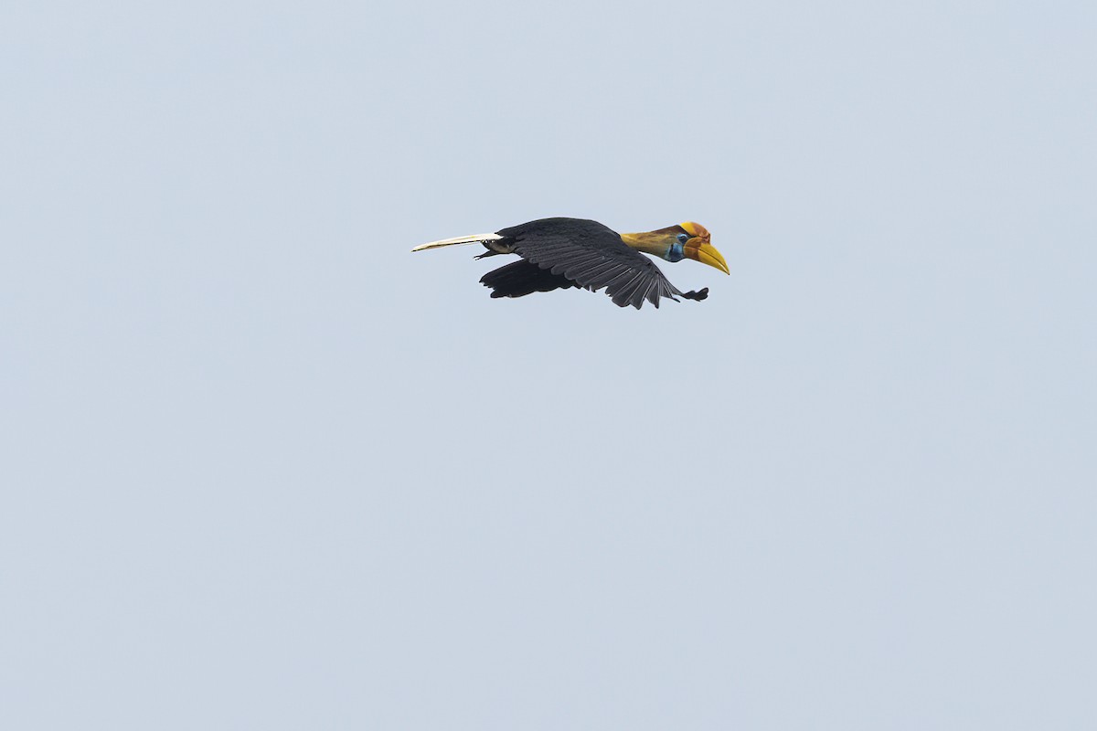 Knobbed Hornbill - ML641898174