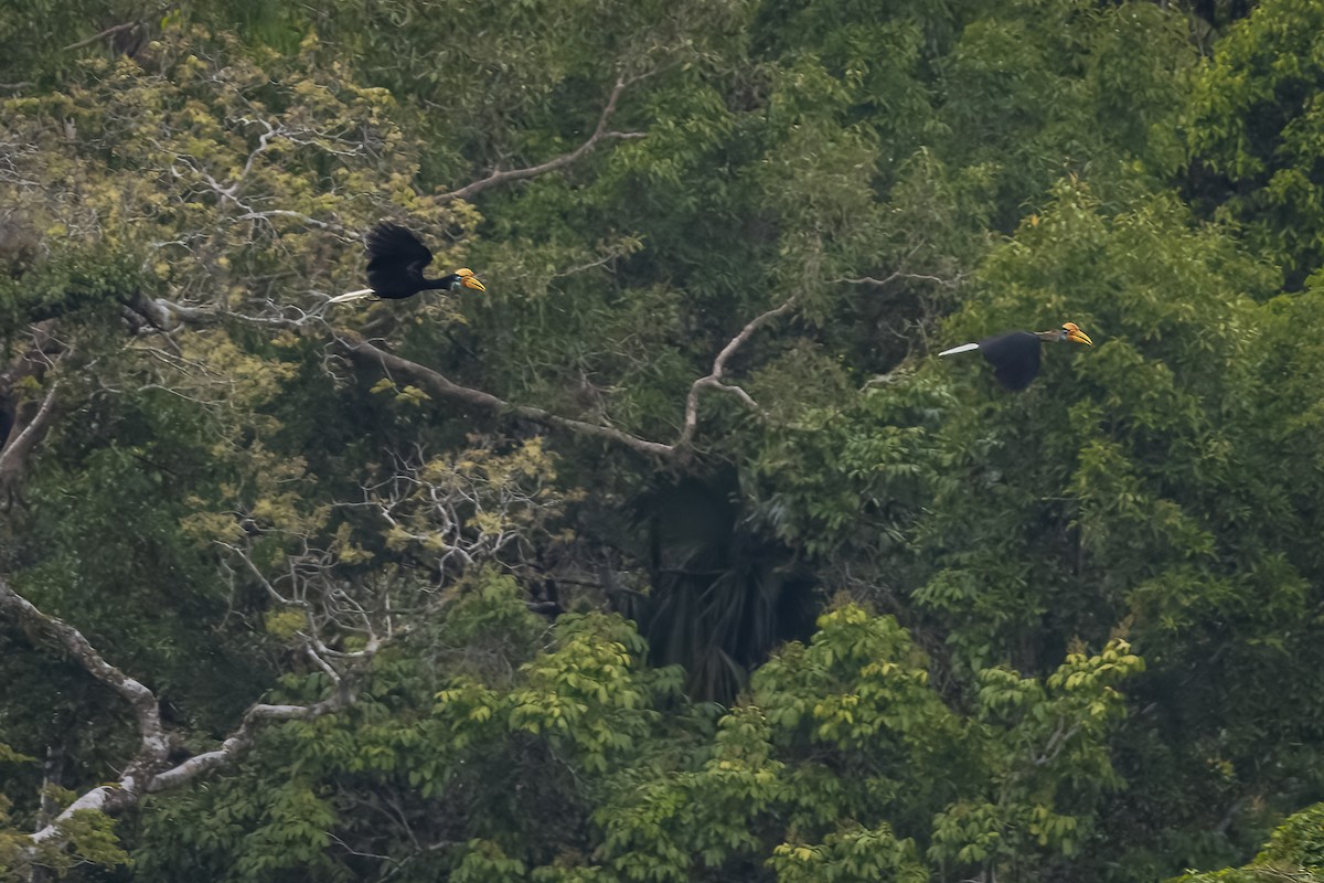 Knobbed Hornbill - ML641898175