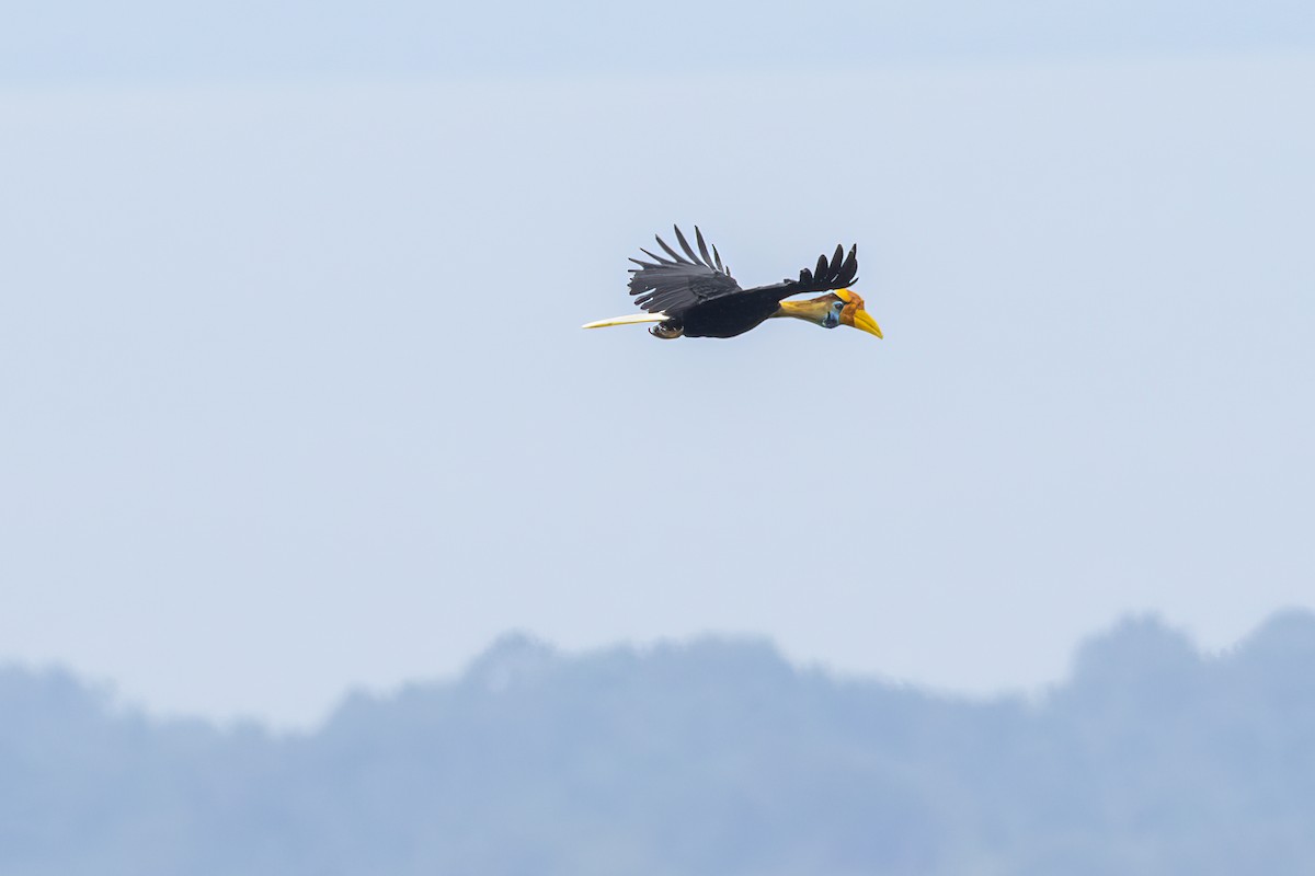 Knobbed Hornbill - ML641898176