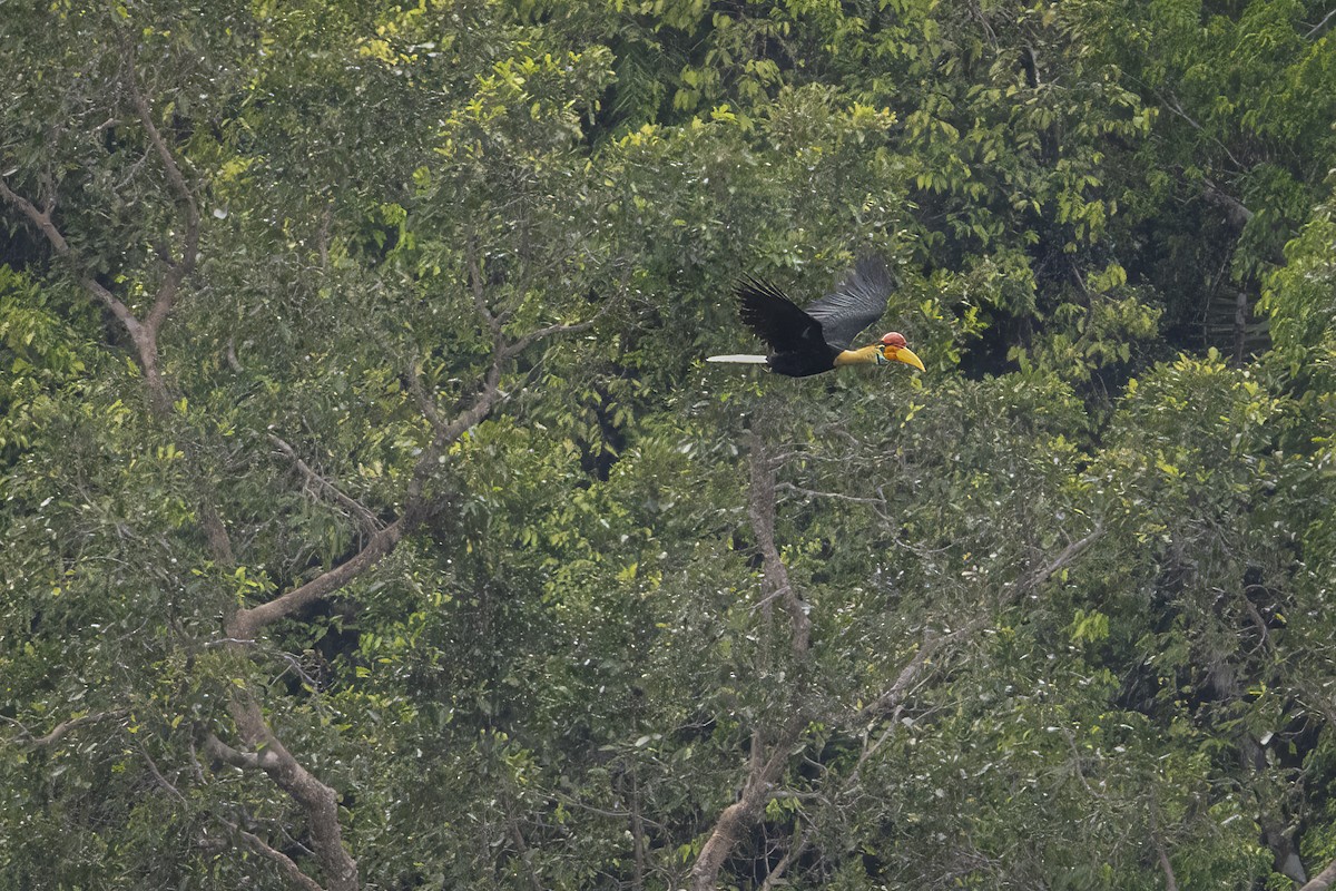 Knobbed Hornbill - ML641898177