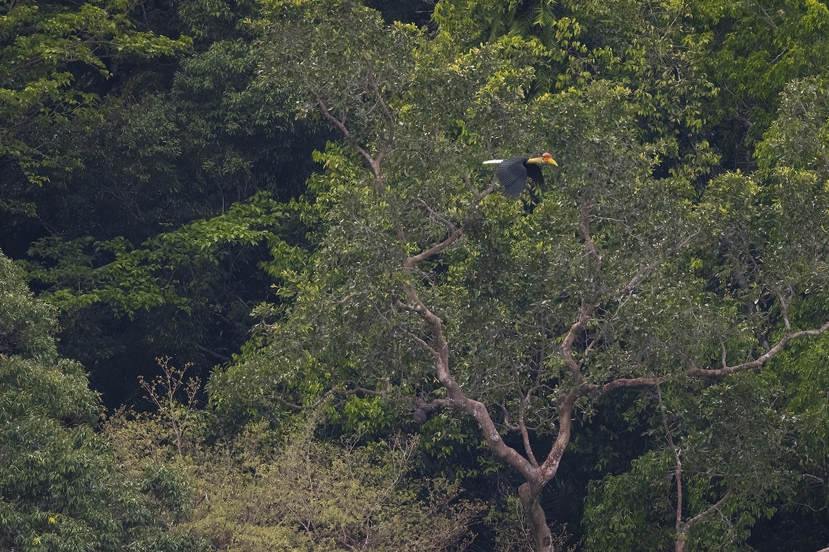 Knobbed Hornbill - ML641898178