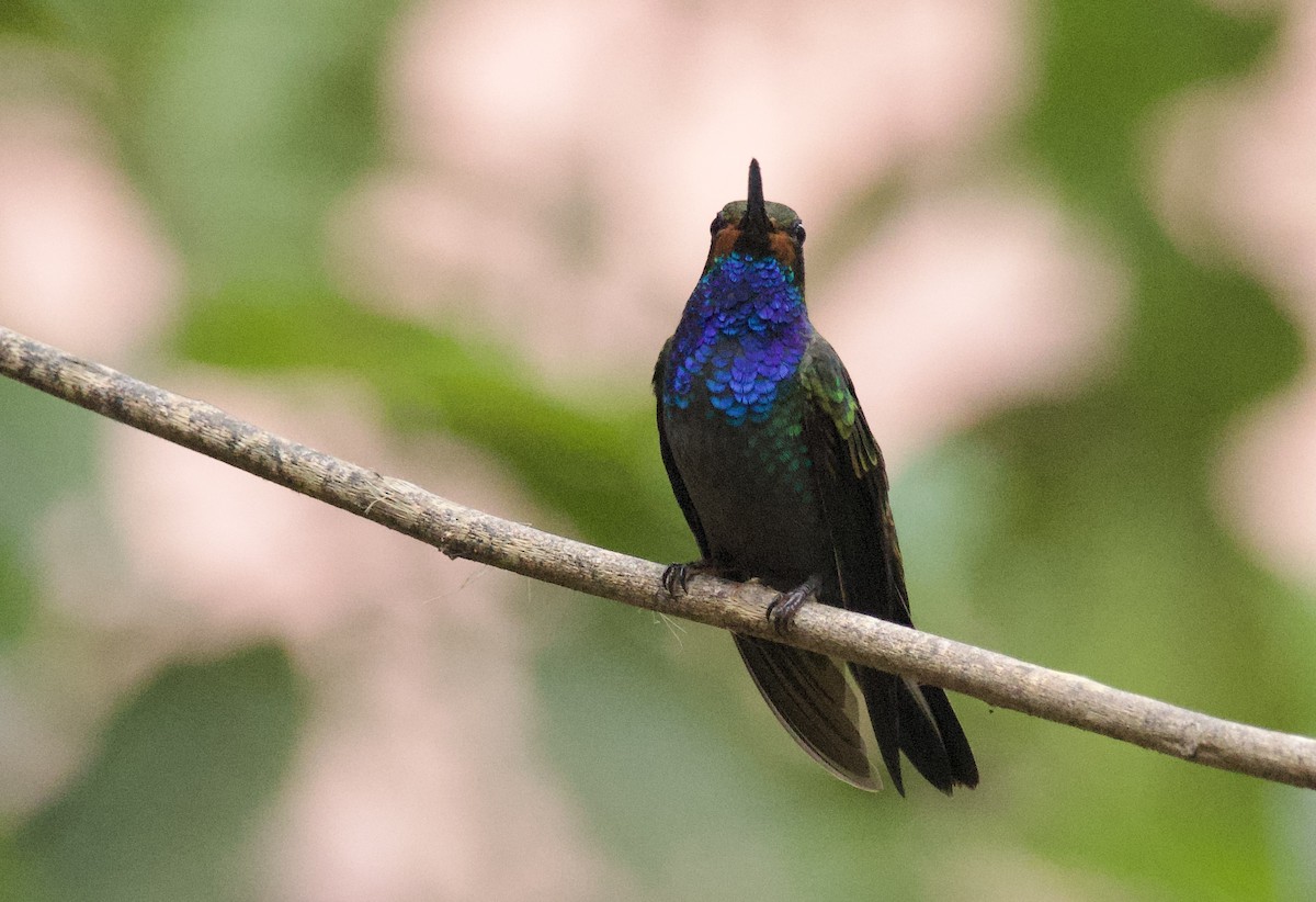 Rufous-gaped Hillstar - ML641898181