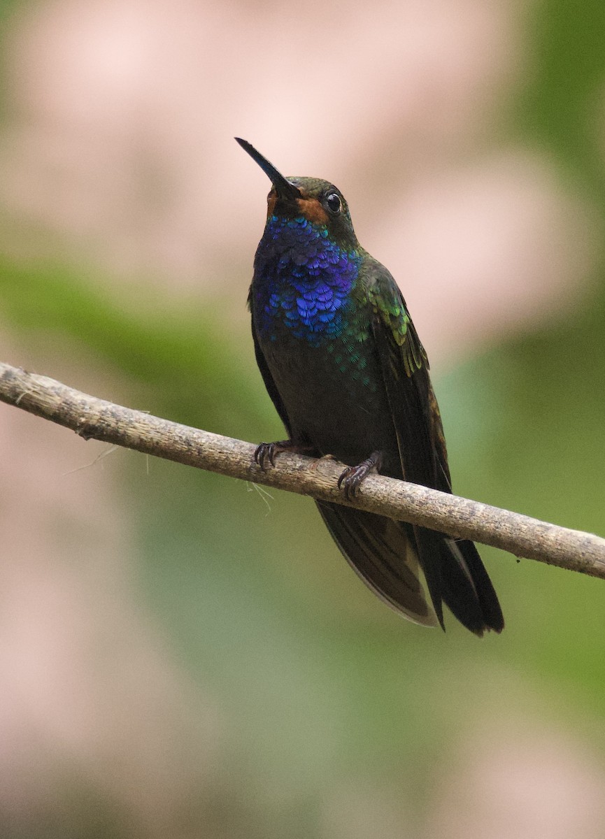 Rufous-gaped Hillstar - ML641898182