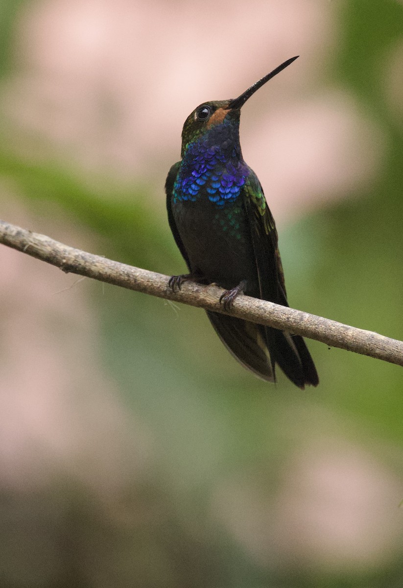 Rufous-gaped Hillstar - ML641898183