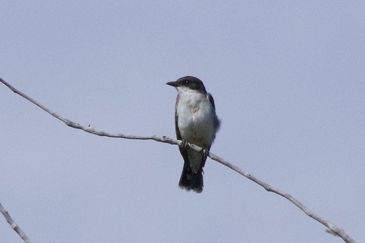 Eastern Kingbird - ML641898191
