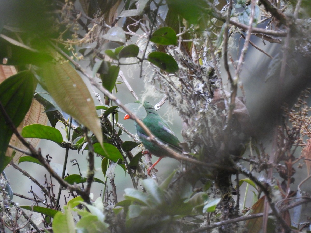 Grass-green Tanager - ML641898195