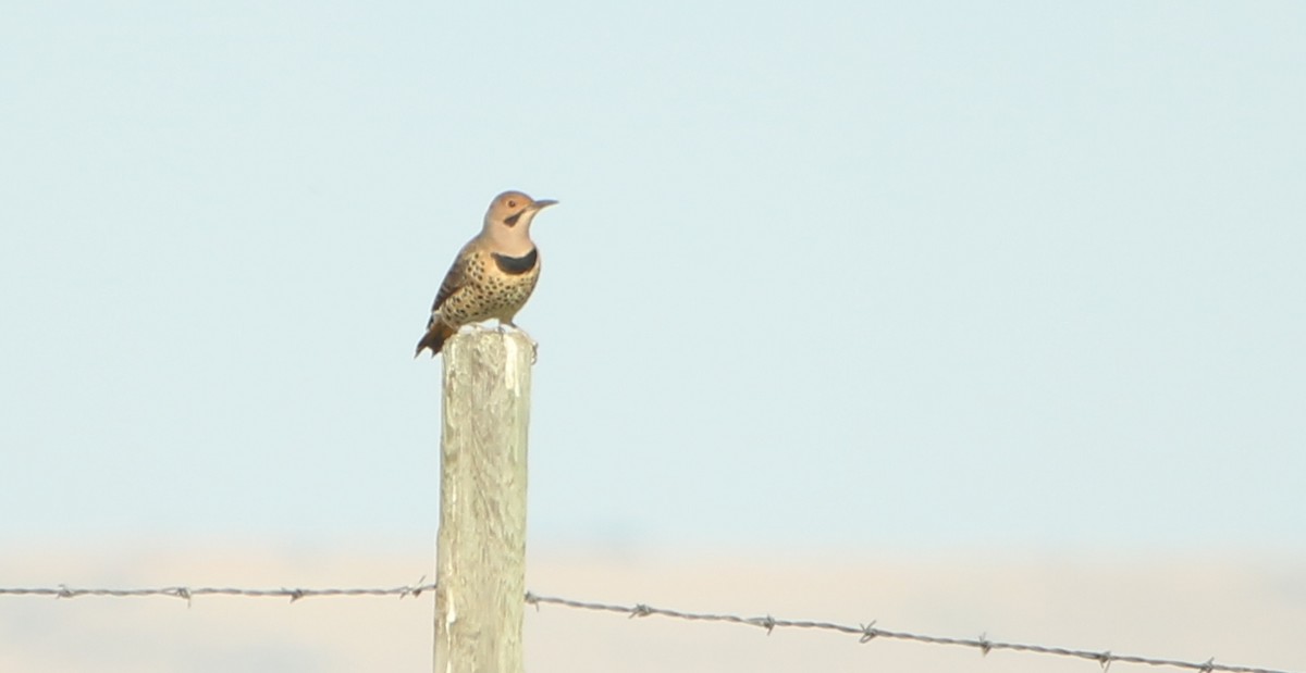 Northern Flicker - ML641898201