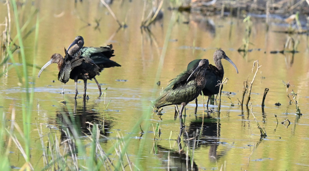 Glossy/White-faced Ibis - ML641898206