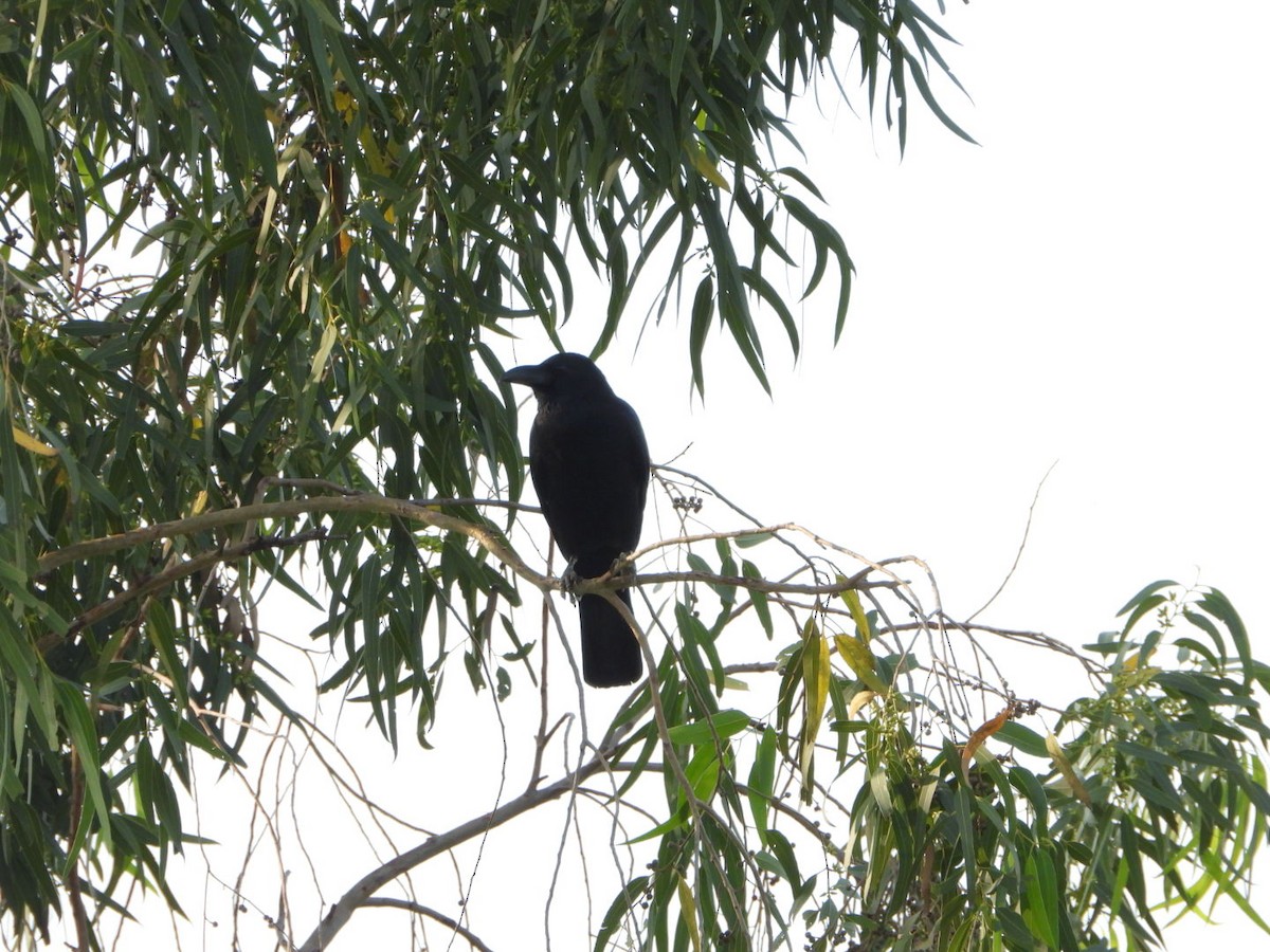 Large-billed Crow - ML641898207