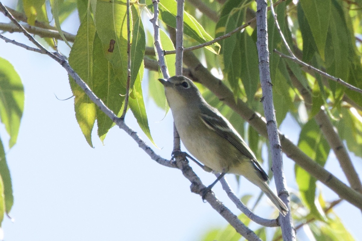 Cassin's Vireo - ML641898211