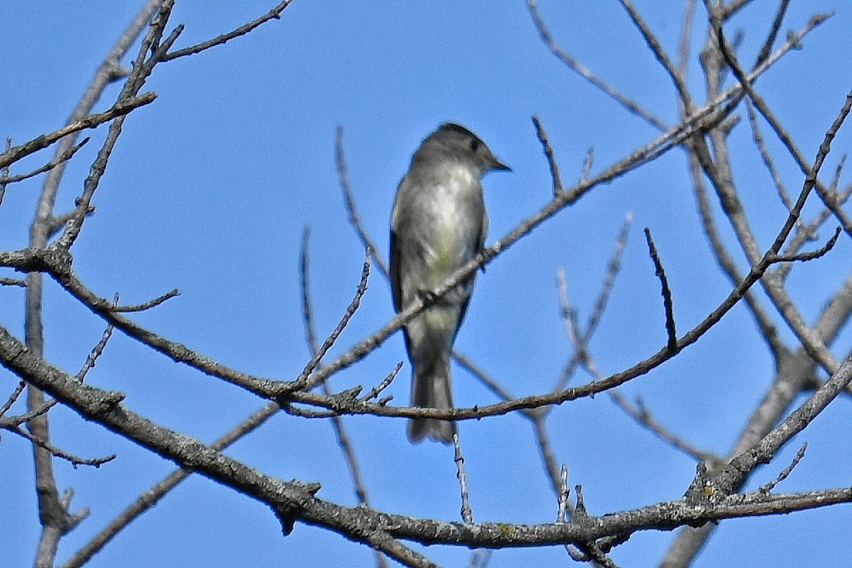 Boreal Sinekkapan - ML641898212