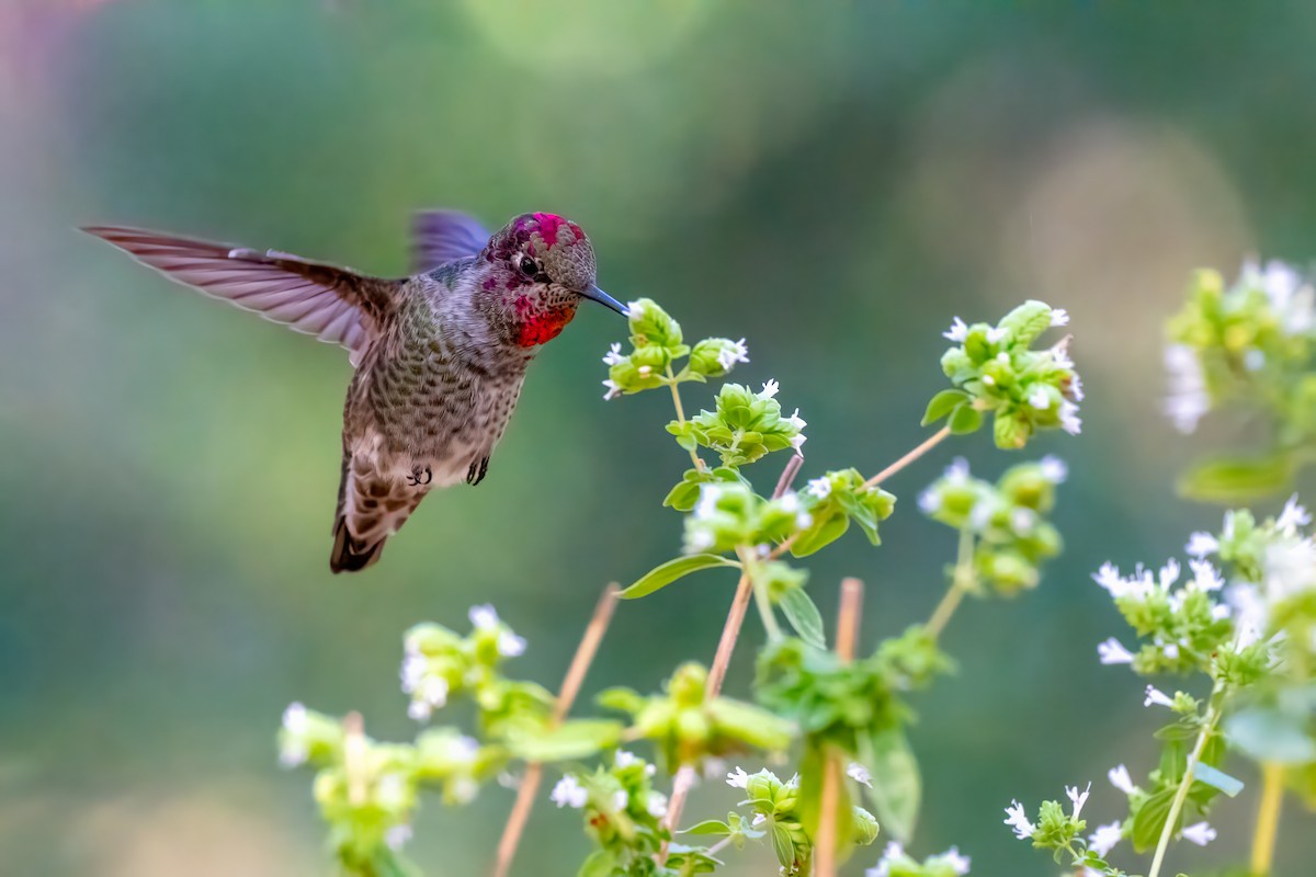 Anna's Hummingbird - ML641898220