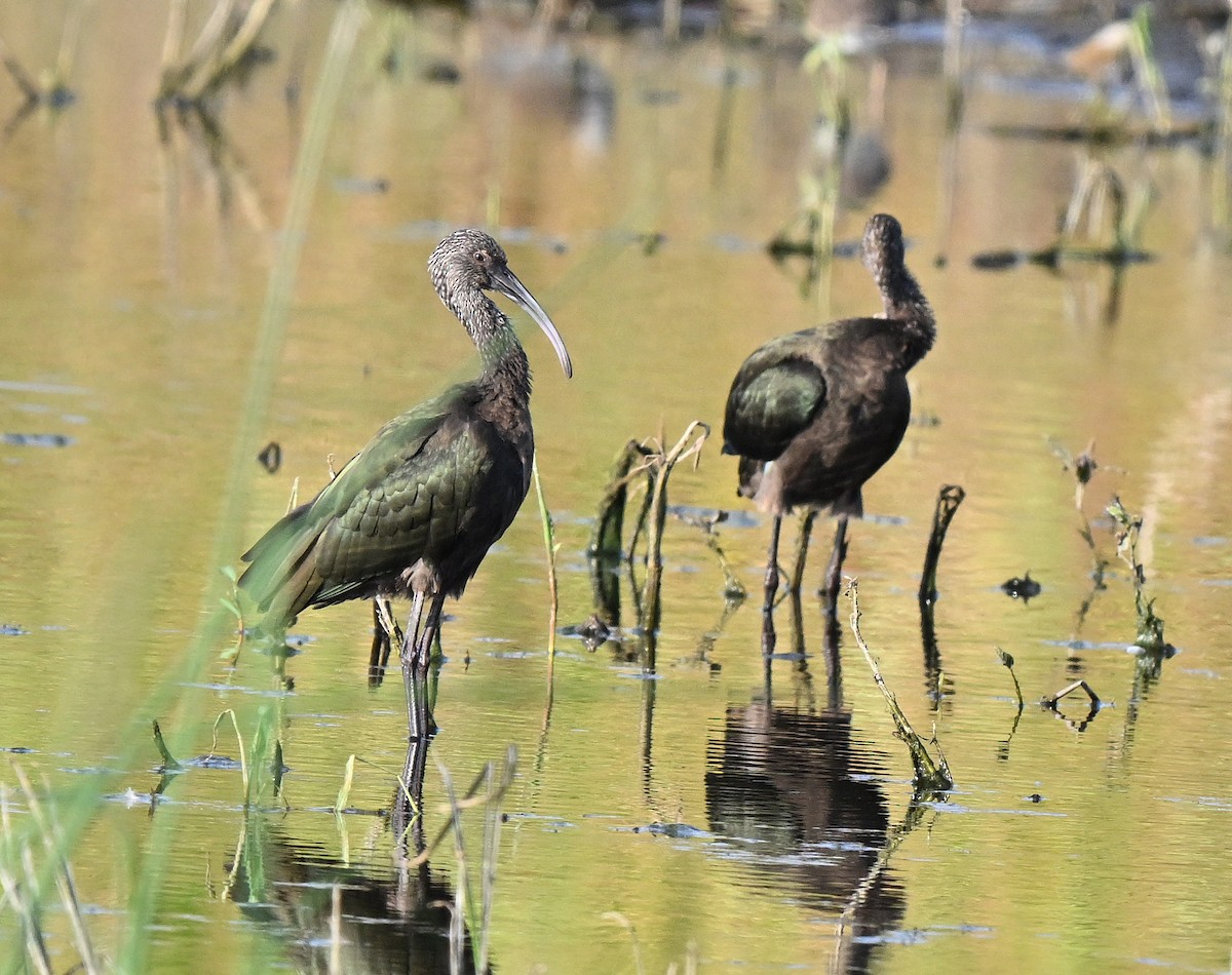 Glossy/White-faced Ibis - ML641898228