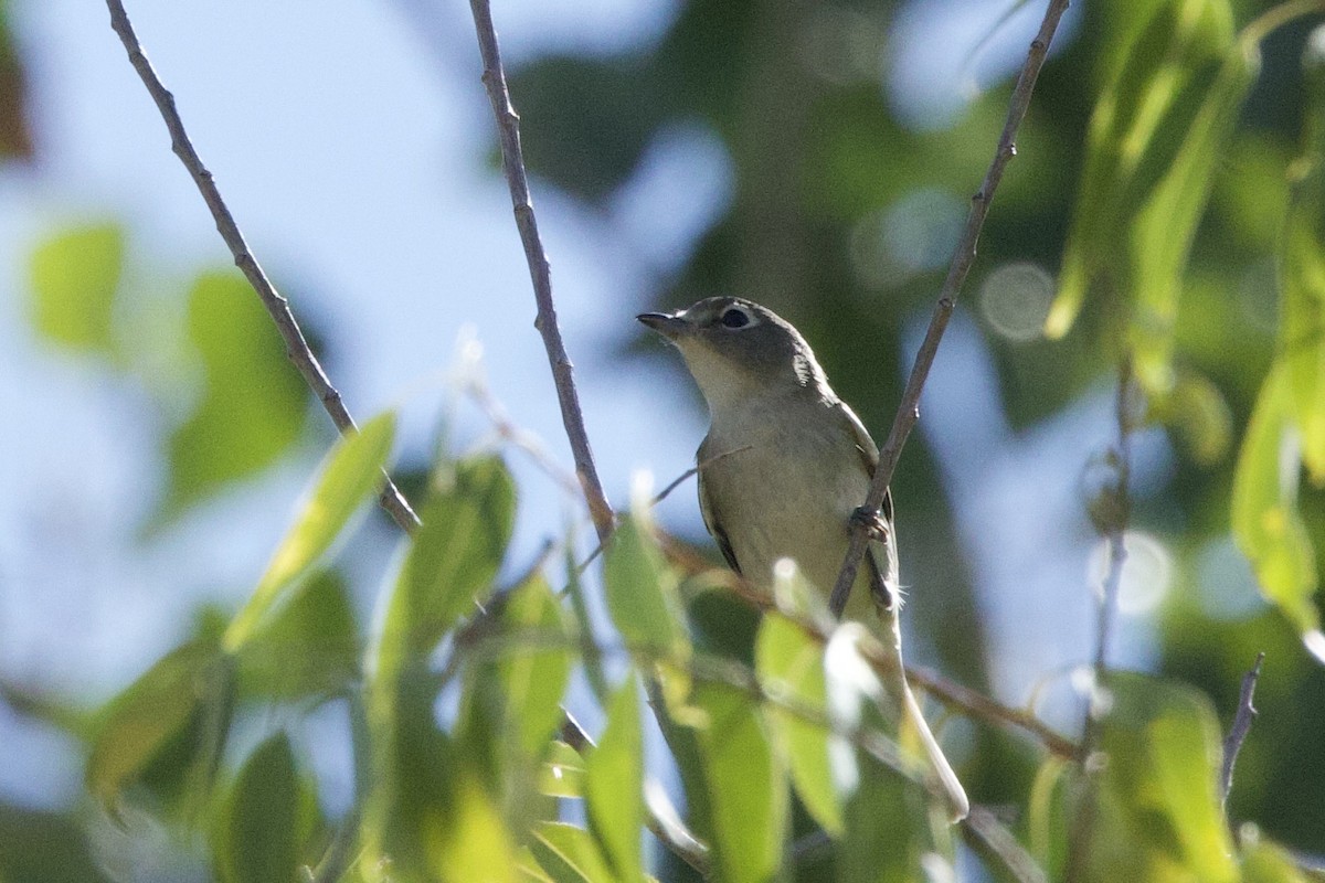Cassin's Vireo - ML641898232