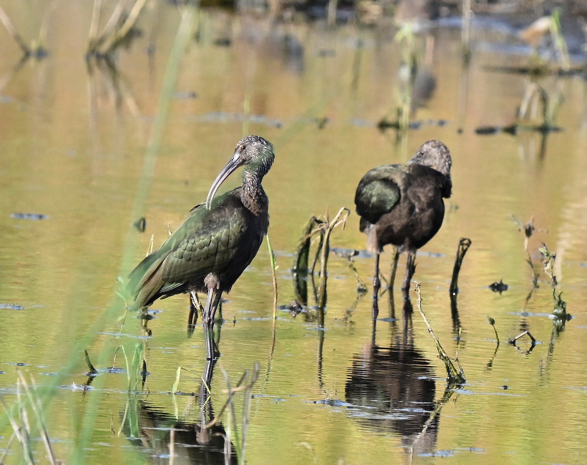 Glossy/White-faced Ibis - ML641898237
