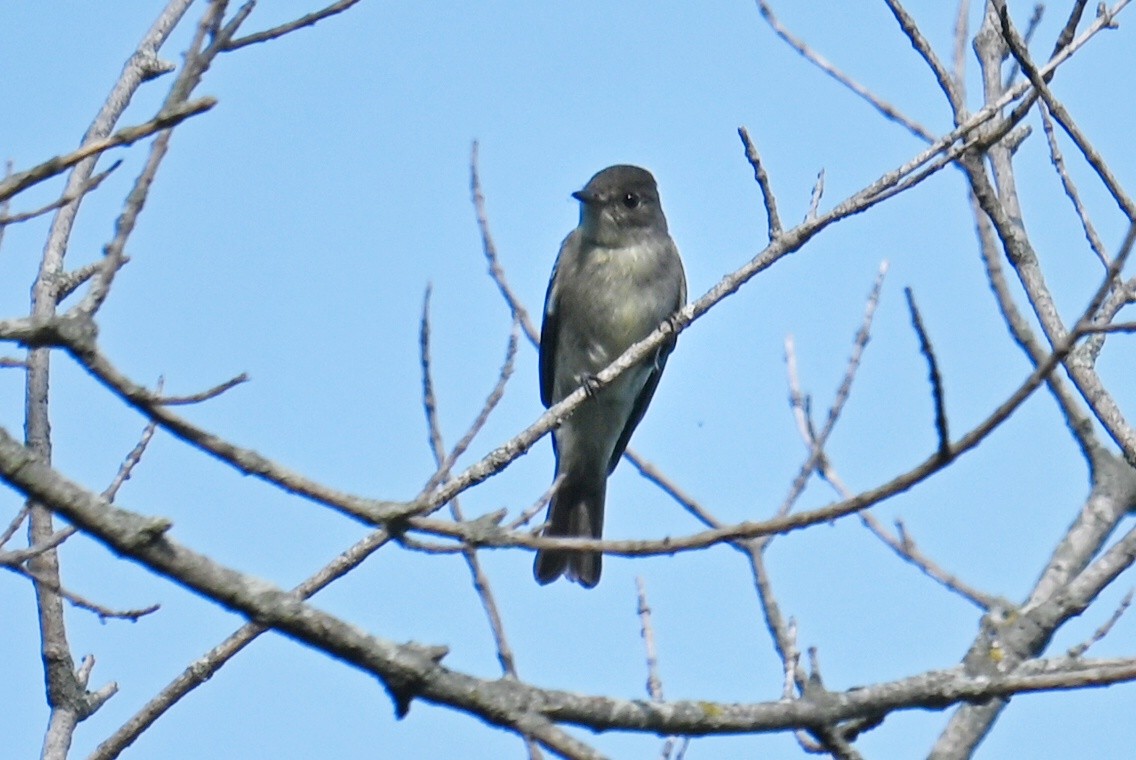 Boreal Sinekkapan - ML641898238