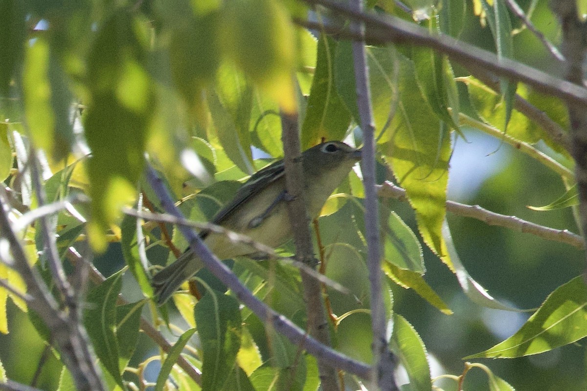 Cassin's Vireo - ML641898252