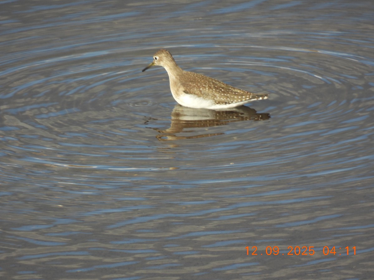 Solitary Sandpiper - ML641898266