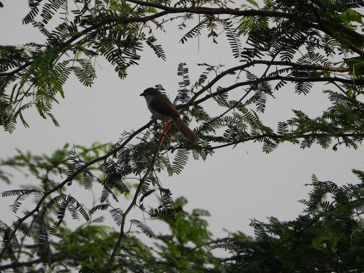 Yellow-eyed Babbler - ML641898274