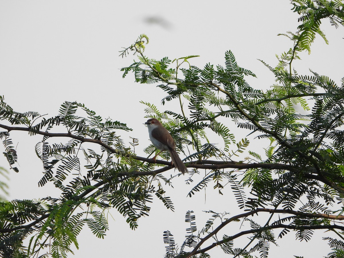 Yellow-eyed Babbler - ML641898275