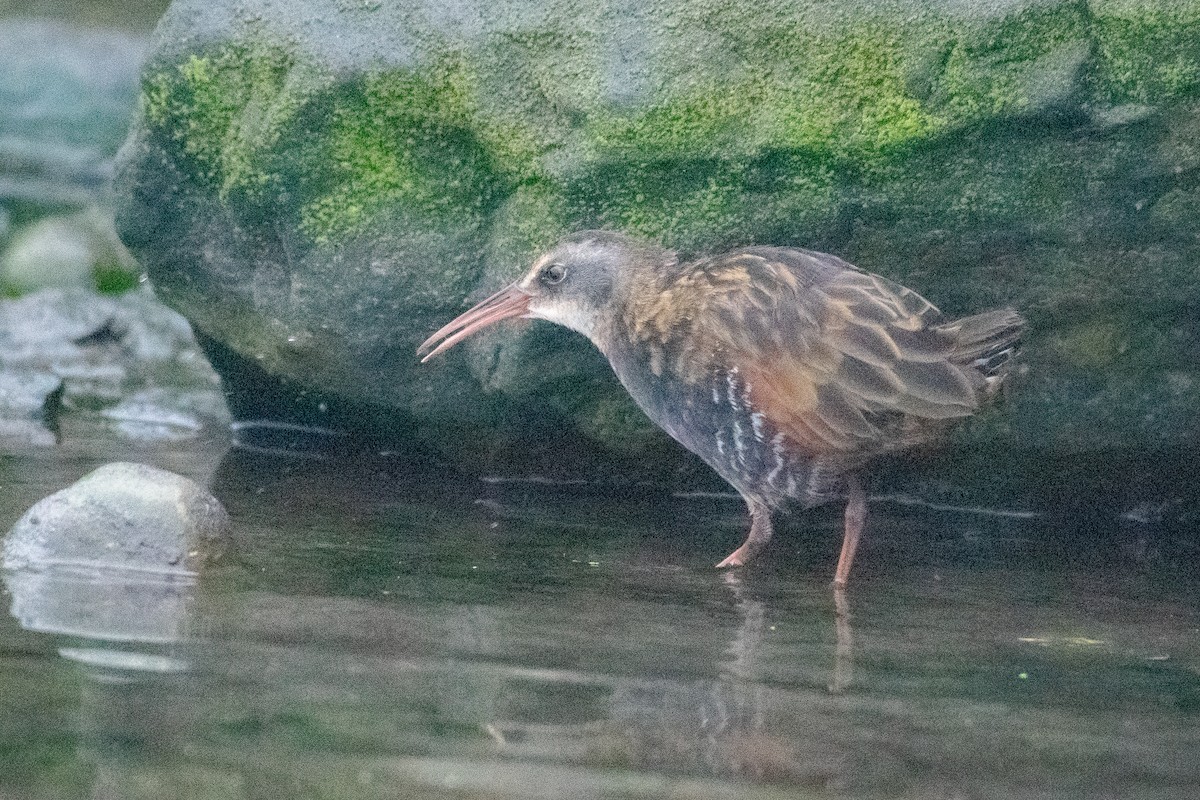 Virginia Rail - ML641898297