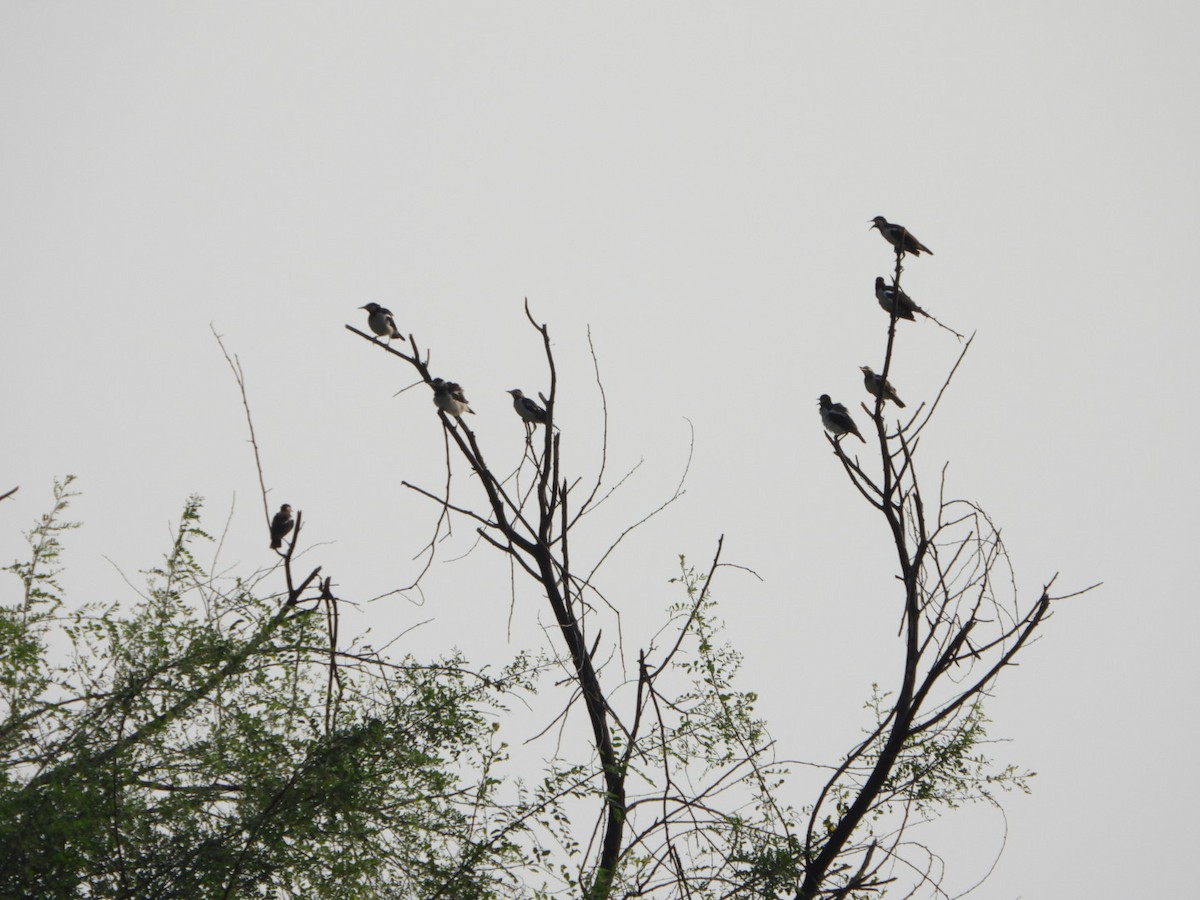 Indian Pied Starling - ML641898317