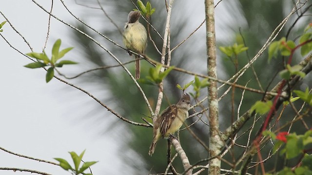 Yellow-bellied Elaenia - ML641898356