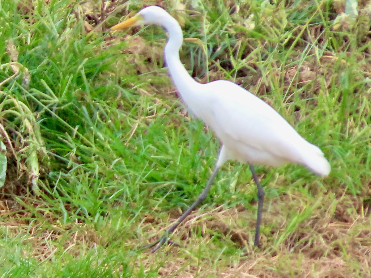 Medium Egret - ML641898373