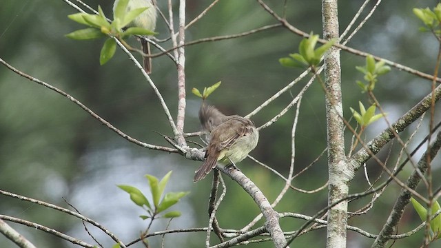 Yellow-bellied Elaenia - ML641898374