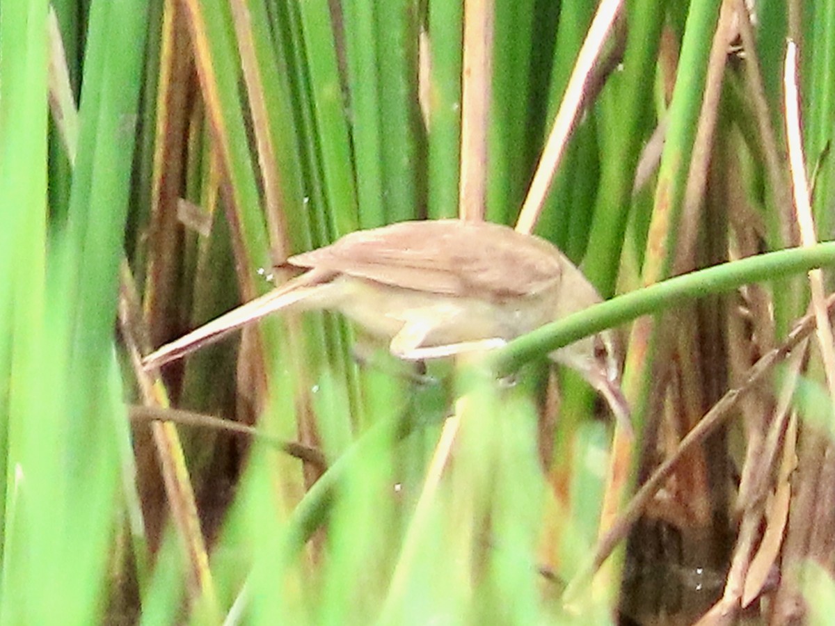Oriental Reed Warbler - ML641898395