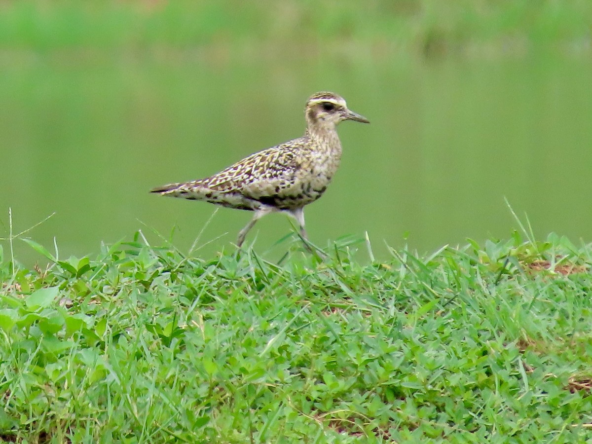 Pacific Golden-Plover - ML641898406