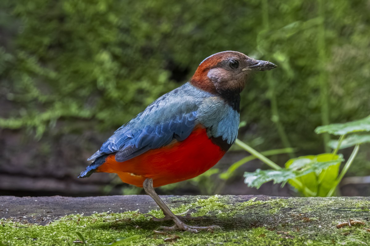 Sulawesi Pitta (Sulawesi) - ML641898409