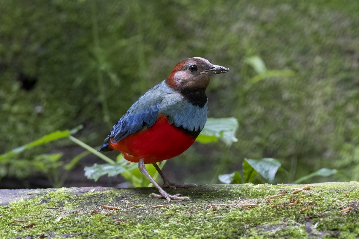 Sulawesi Pitta (Sulawesi) - ML641898411